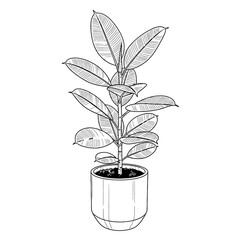 Poster - Rubber plant in a pot isolated on white background in a line art style