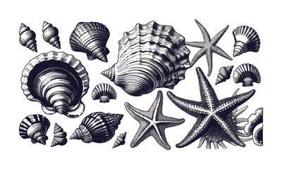 scalable vector illustration featuring a diverse collection of seashells and starfish, shell types—s