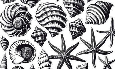 scalable vector illustration featuring a diverse collection of seashells and starfish, shell types—s