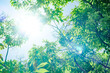 © くう - 新緑の季節の緑の葉と太陽と木漏れ日