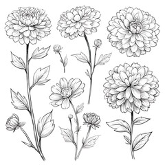 Poster - asters elements line art, black outlines only, no shading, no shadows, white background, no overlapping, clean design