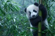 © issarapong - A baby panda is climbing a bamboo tree