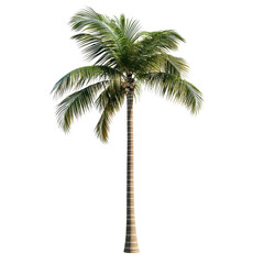 a single palm tree view on transparent background.