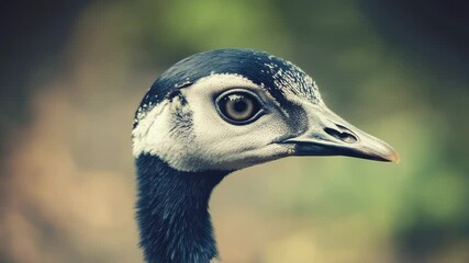 Poster - A close-up shot of a bird's head with a blurred background