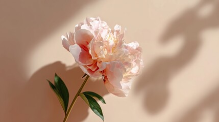 Poster - Beautiful peach peony flower against a soft neutral background with subtle shadows highlighting its delicate petals