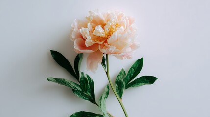 Poster - Beautiful pink peony flower with green leaves situated on a plain white background in soft natural light