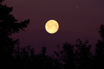 Canvas Print - full moon with stars, planets and rural countryside tree silhouettes.