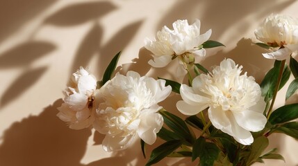 Poster - White peonies surrounded by soft shadows on a warm beige background in a serene floral arrangement