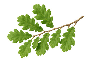 Poster - Sprig of common oak showing bright green leaves on transparent background, ideal for compositions