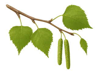 Poster - Sprig of birch with fresh leaves and catkins isolated on transparent background, perfect for nature-themed projects