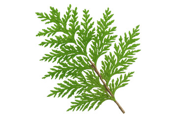Poster - Green thuja branch close-up, revealing intricate needles and textures, highlighting botanical details against pristine white backdrop