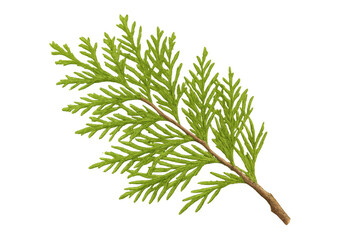 Poster - Detailed green thuja branch rendering, transparent backdrop, highlighting botanical intricacy for design applications
