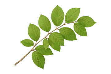 Poster - Green leaves branching outward, verdant and crisp, positioned for clean graphic composition against pure transparent backdrop