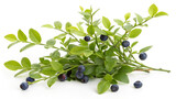 Herbal medicine plant Vaccinium myrtillus or Bilberry isolated on white background