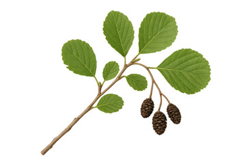 Poster - Alder tree branch displaying verdant foliage, dark brown cones against transparent backdrop, highlighting natural botanical details
