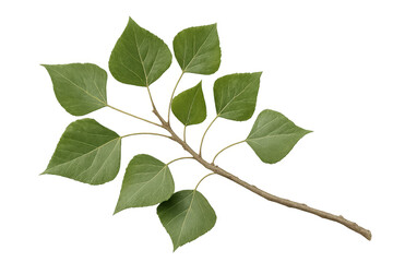 Poster - Poplar branch displaying vibrant green leaves, detached against transparent backdrop, supporting creative design work