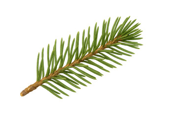 Poster - Vibrant green spruce branch isolated on a transparent background, perfect for nature-themed designs