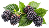 Close up shot of fresh blackberries with lush green leaves on white background