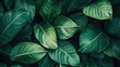 © pinporn manosri - Lush Green Leaves Overlapping Each Other Creating a Dense Natural Texture Perfect for Backgrounds or Nature-themed Designs in Various Creative Projects