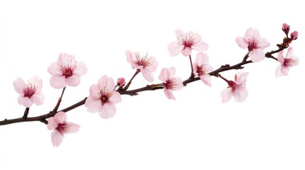 Poster - Delicate Pink Blossoms on a Branch Against a Clean White Background, Perfect for Seasonal Decorations and Floral Designs in Various Applications