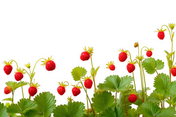Wall Mural -  fresh strawberries on their plants isolated on white background