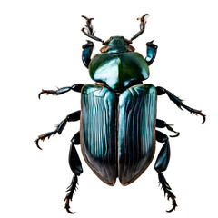 Poster - A dried scarab beetle specimen, isolated on a empty plain background