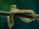 This yellow snake is likely a Golden Pit Viper (Trimeresurus insularis), a venomous species native to Indonesia. It's often found in trees, 18 juny 2025 Indonesia