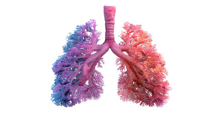 Poster - colorful 3d rendering of human lungs, emphasizing the intricate network of bronchi and bronchioles w
