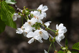 Flowering cherry tree, Prunus avium, in spring
