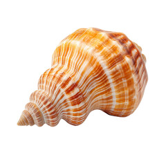Poster - colorful spiral shell with stripes and swirls on a white background for nature and marine themes tra