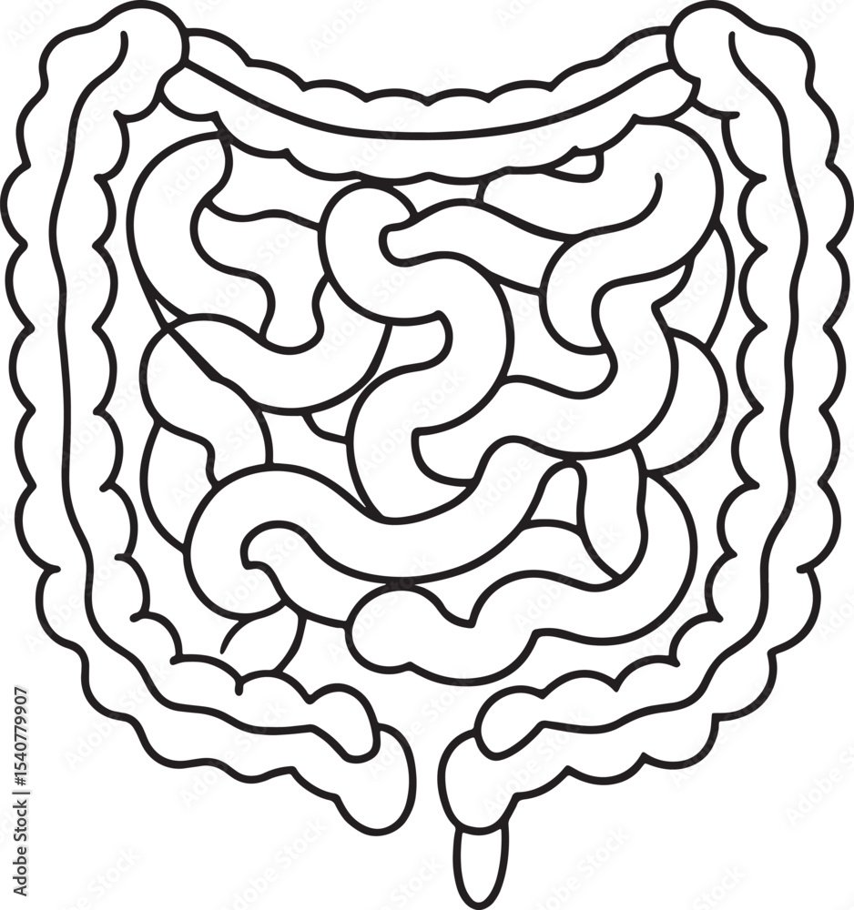 Intestine System Vector Human intestine anatomy diagram large intestine small intestine ...