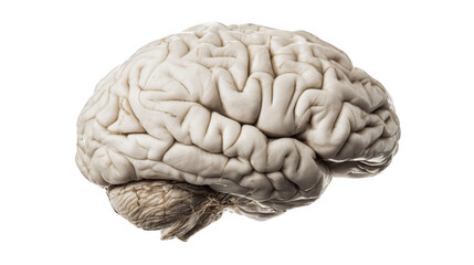 Poster - realistic 3d rendering of a human brain highlighting the intricate folds and structures of the cereb