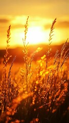 Poster - Field of tall grass at sunset
