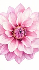 Poster - A close-up shot of a bright pink flower on a white background, suitable for use in graphic design or as a visual element