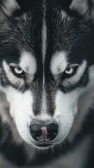 Poster - Close-up portrait of a husky dog's expressive face
