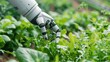 © heru - Robot harvesting leafy greens