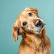 © Hafsa Ahmed Khan - a golden retriever dog tilting its head sideways with an inquisitive expression isolated on pastel background studio lighting pet emotions concept