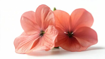Poster - Two pink flowers on a white surface.