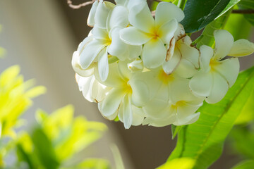 Wall Mural - White Frangipani flower Plumeria alba with green leaves