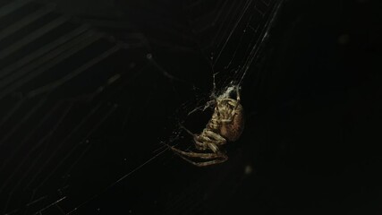 4K UHD macro video, a spider spins its intricate web against a black night background, capturing the eerie beauty of nature as the arachnid weaves with precision—an animal both scarey and fascinating.