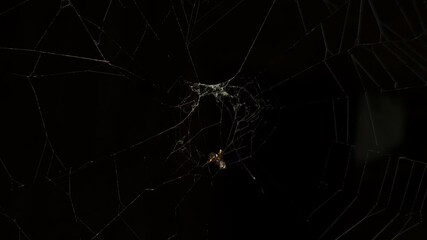 The intricate design of the spider’s web glimmers against a dark background, attracting curious insects nearby.