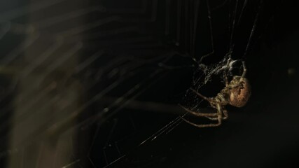 4K UHD macro video, a spider spins its intricate web against a black night background, capturing the eerie beauty of nature as the arachnid weaves with precision—an animal both scarey and fascinating.