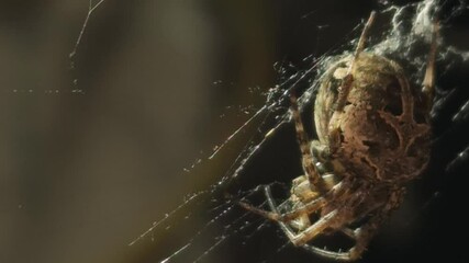 4K UHD macro video, a spider spins its intricate web against a black night background, capturing the eerie beauty of nature as the arachnid weaves with precision—an animal both scarey and fascinating.