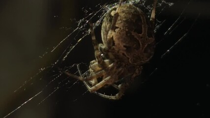 4K UHD macro video, a spider spins its intricate web against a black night background, capturing the eerie beauty of nature as the arachnid weaves with precision—an animal both scarey and fascinating.