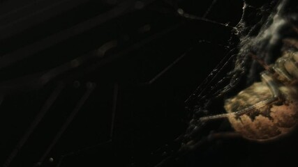 4K UHD macro video, a spider spins its intricate web against a black night background, capturing the eerie beauty of nature as the arachnid weaves with precision—an animal both scarey and fascinating.