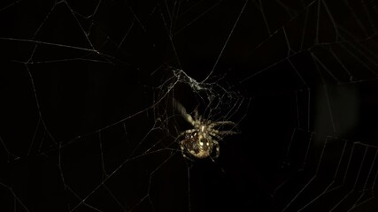 4K UHD macro video, a spider spins its intricate web against a black night background, capturing the eerie beauty of nature as the arachnid weaves with precision—an animal both scarey and fascinating.