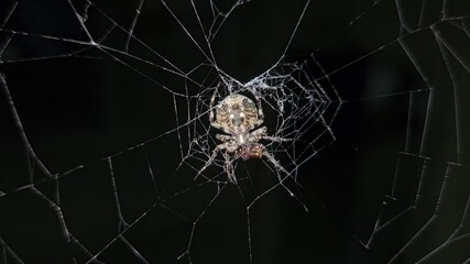 4K UHD macro video, a spider spins its intricate web against a black night background, capturing the eerie beauty of nature as the arachnid weaves with precision—an animal both scarey and fascinating.