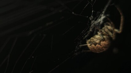 4K UHD macro video, a spider spins its intricate web against a black night background, capturing the eerie beauty of nature as the arachnid weaves with precision—an animal both scarey and fascinating.