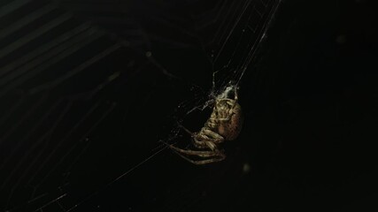 4K UHD macro video, a spider spins its intricate web against a black night background, capturing the eerie beauty of nature as the arachnid weaves with precision—an animal both scarey and fascinating.