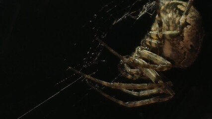 4K UHD macro video, a spider spins its intricate web against a black night background, capturing the eerie beauty of nature as the arachnid weaves with precision—an animal both scarey and fascinating.